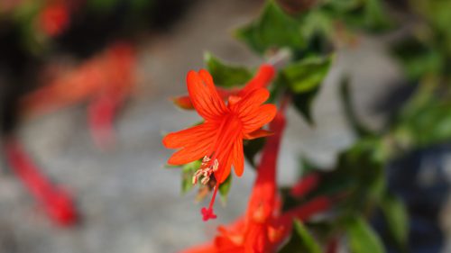 SONY DSC