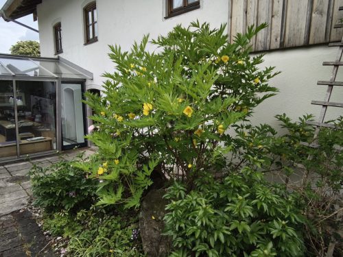 IMG 20250518 105234