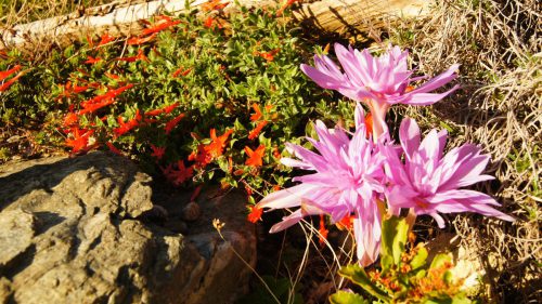 SONY DSC
