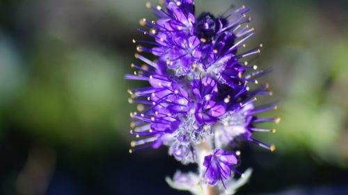 SONY DSC