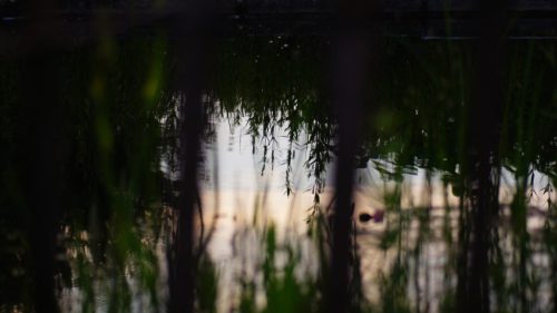 SONY DSC