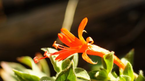 SONY DSC